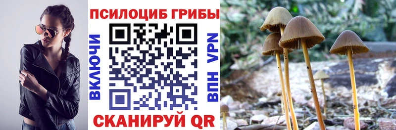 наркотики  Тайга  Псилоцибиновые грибы мицелий 